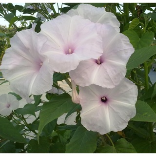 ผักบุ้งต้น : Ipomoea carnea Jacq ไม้พุ่ม ออกดอกทั้งปี