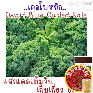 เมล็ดอวบอ้วน100%เมล็ด​พันธุ์​ เคล​ (บลูเคล)​  คะน้าใบหยิก​ Blue​ Kale 150เมล็ด​เมล็ดพันธุ์MixedSunfloweresculentumZinnia