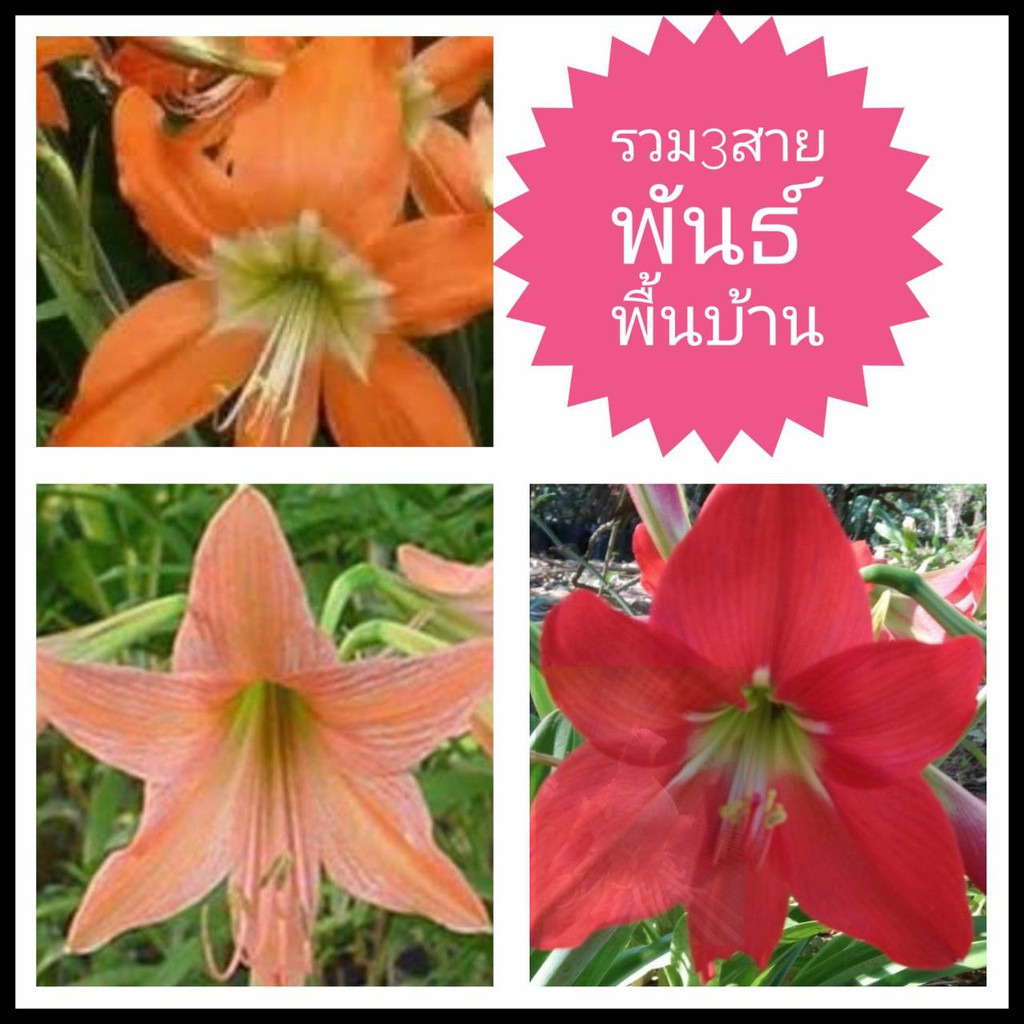 ว่านสี่ทิศ3สี3หัว พันธ์พื้นเมือง หัวว่าน ไม้มงคล