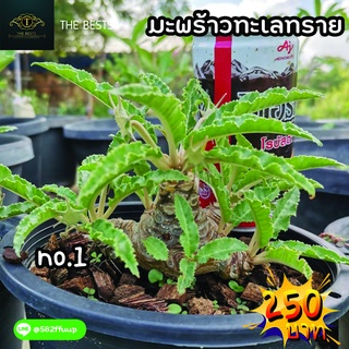 🌿ต้นมะพร้าวทะเลทราย 🌱🌎ราคาถูก🌎 ตรงปก