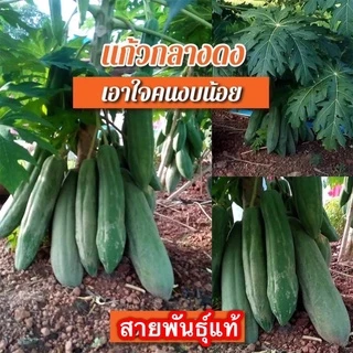 เมล็ดพันธุ์ มะละกอ สายพันธุ์แท้ตวามงอกดีมาก ทุกสายพันธุ์