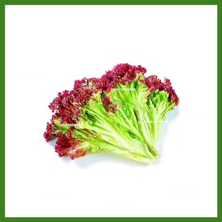 TASHA GARDENING 1300pcs Red Galaxy Lettuce Biji Benih Sayur Sayuran Vegetable Seed Seeds Plant Vegetables ใบผักกาดหอมเมล