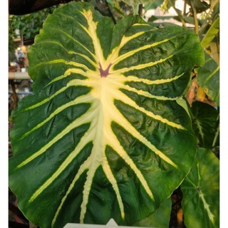 โคโลคาเซีย ไวท์ลาวา (Colocasia White Lava)ของแท้ 100% บอนต่างประเทศน่าสะสม