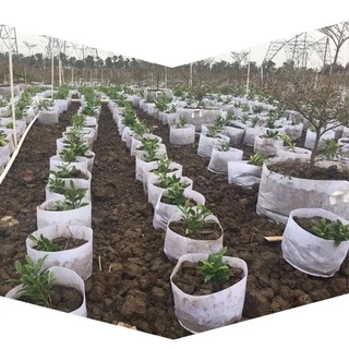 Non-woven fabric Grow bag กระถางผ้า สีขาว มีหัวหิ้ว กระถางผ้าปลูกต้นไม้ ถุงปลูกต้นไม้ กระถางต้นไม้