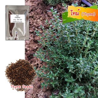 เมล็ดพันธุ์ไทม์ (Thyme)  200 เมล็ด เมล็ดพันธุ์สมุนไพรฝรั่ง เมล็ดไทม์ เมล็ดพันธุ์ไทม์ เมล็ดสมุนไพรฝรั่ง  ปลูกไทม์ ต้นไทม์