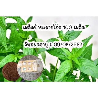 เมล็ดฟ้าทะลายโจร ฟ้าทลายโจร100เมล็ดมีบริการเก็บเงินปลายทาง