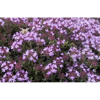 เมล็ดพันธุ์ ไทม์เลื้อย สีม่วง (Creeping Thyme) บรรจุ 20 เมล็ด