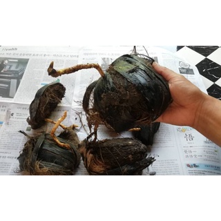 เมล็ดพันธุ์ตาลโตนด  บรรจุ6เม็ด