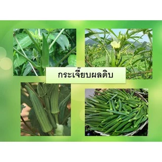 เมล็ดกระเจี๊ยบเขียว 40 เมล็ด [ 5เเถม 1คละได้]
