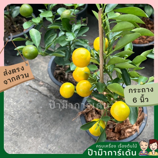 มุมมอง 3