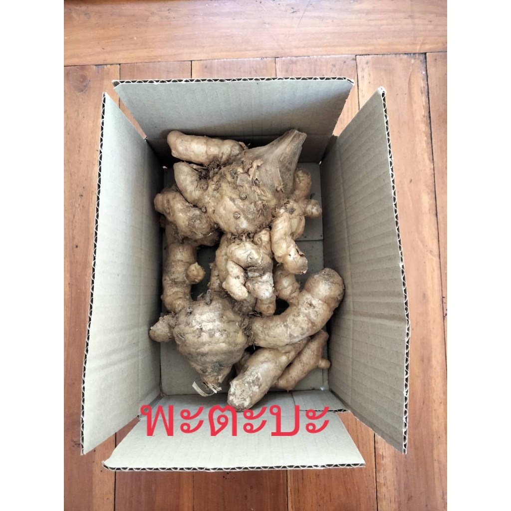 ว่านพะตะบะ1เหง้า ขับไล่สิ่งไม่ดี สมุนไพร ว่านพระตะบะ ว่านพระยาตะบะ ว่านพระตบะ ไม้มงคล สมุนไพร