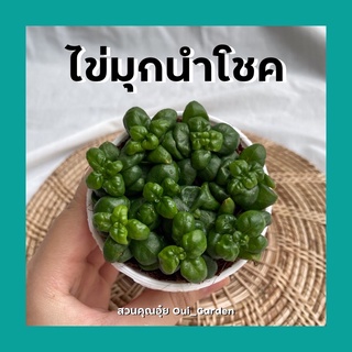 ต้นไข่มุกนำโชค ต้นพวงไข่มุก ต้นไม้มงคลจิ๋ว กระถาง3นิ้ว