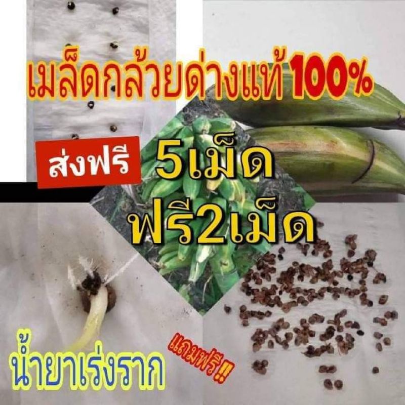 เมล็ดกล้วยด่างตานีคัดพิเศษ 5ฟรี2 รับประกันการงอก #เม็ดกล้วยด่างตานี #กล้วยด่างตานีคัดพิเศษ