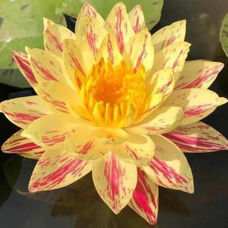 100 เมล็ด เมล็ดบัว สีส้ม นำเข้า บัวนอก สายพันธุ์เมล็ดบัว Waterlily Nymphaea Seeds