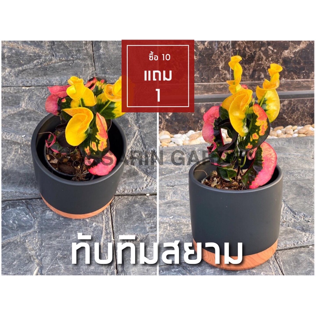 ต้นโกสนพันธุ์ ทับทิมสยาม ไซส์เล็ก กระถาง 5" สูง 15-20 เซนติเมตร ซื้อ 10 แถม 1  (จัดส่งแบบถอดกระถาง+รับประกันสินค้า)