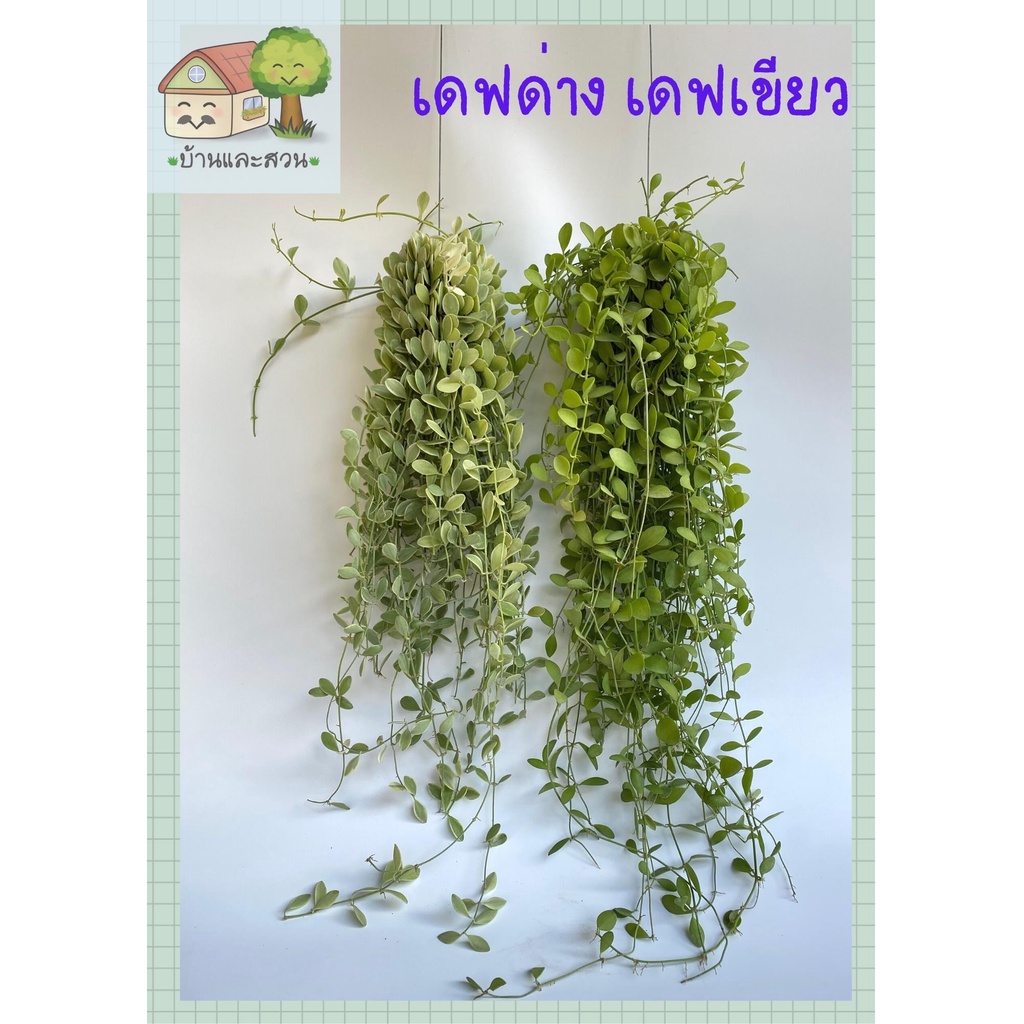เดฟใบด่าง เดปใบเขียวกระตุ้มมะพร้าวใหญ่ มีลวดพร้อมแขวนประดับ ขนาดจัมโบ้ ยาว 60 เซน พร้อมลวดเกี่ยวแขวน