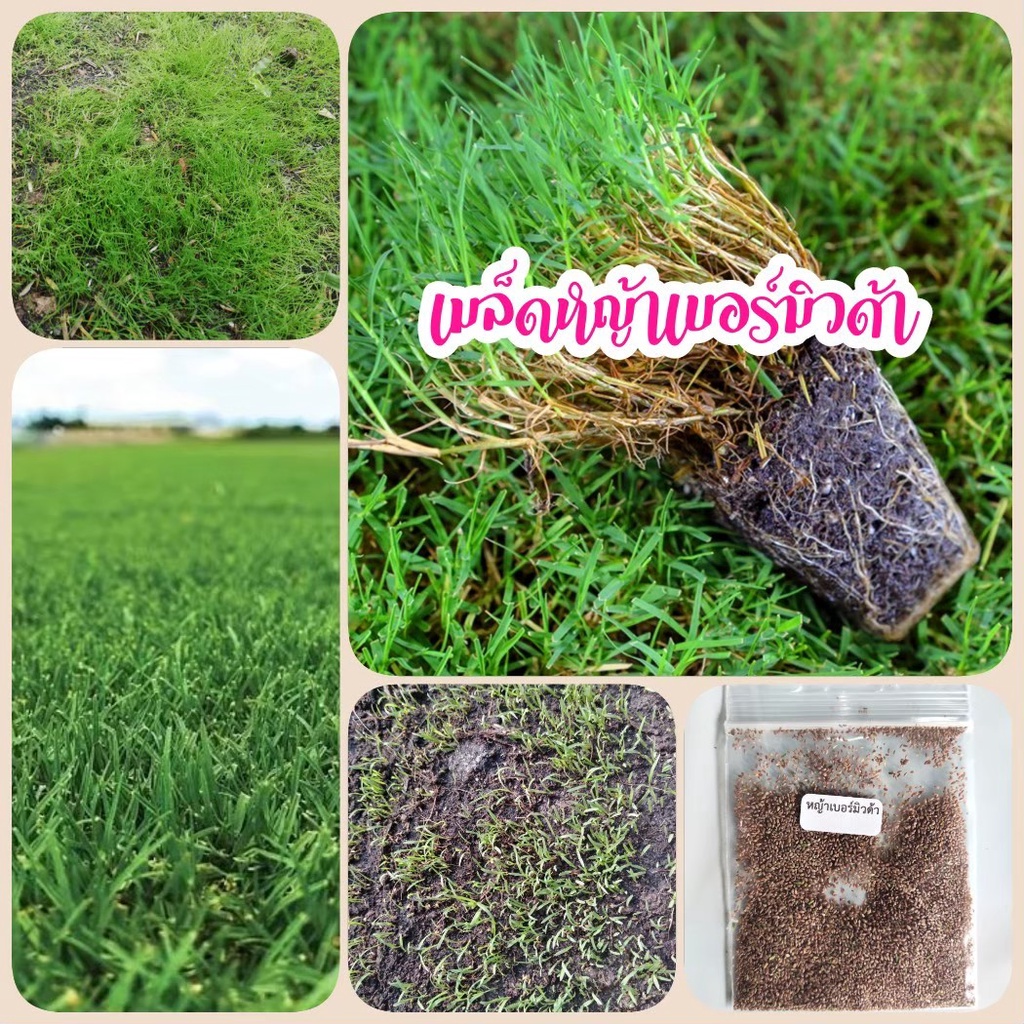เมล็ดหญ้าเบอร์มิวด้า 15,000 เมล็ด หญ้าสนาม เมล็ดหญ้า