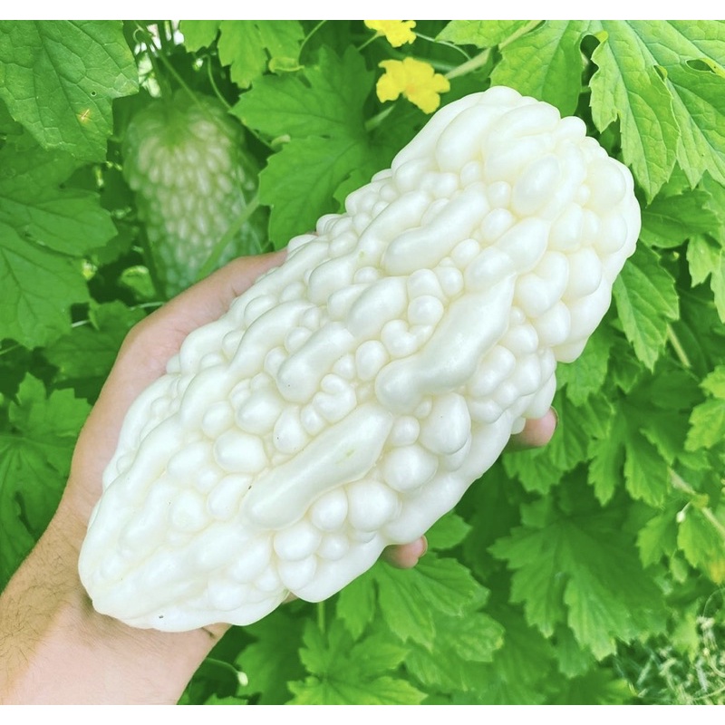 เมล็ดมะระขาว 10 เมล็ด Bitter Gourd ลูกสีขาว ขมน้อย