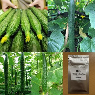 เมล็ด : เมล็ดแตงกวาญี่ปุ่น Japanese Cucumber Seed แตงกวายาว แตงกวาญี่ปุ่น เมล็ดพืช เมล็ดผัก เมล็ดพันธุ์ 15 เมล็ด