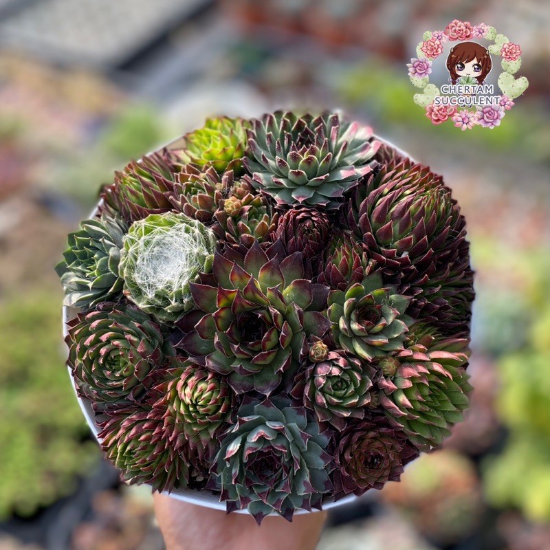 กุหลาบหิน ไม้อวบน้ำSempervivum mix กระถาง7นิ้ว ใหญ่และสวยมากค่ะ