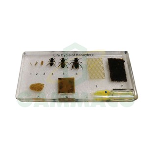 วัฏจักรชีวิตของผึ้ง - Life Cycle of Honeybee [40B6280]