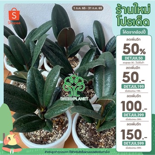 👳🏾‍♂️ยางอินเดียดำ 👳🏾‍♂️ ( Ficus elastica )