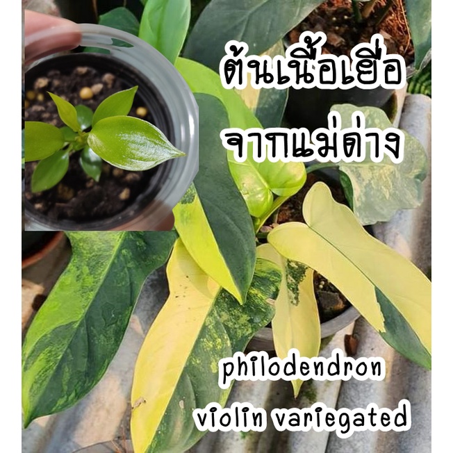 Philodendron Violin (ไวโอลิน) ไม้เนื้อเยื่อลุ้นด่างจากแม่พันธุ์ด่าง