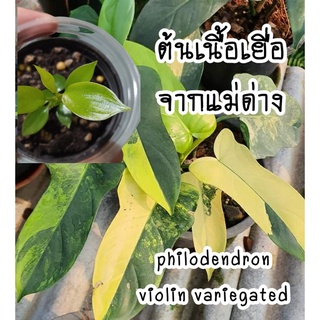 Philodendron Violin (ไวโอลิน) ไม้เนื้อเยื่อลุ้นด่างจากแม่พันธุ์ด่าง