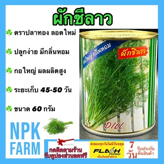 ผักชีลาว ขนาด 60 กรัม เมล็ดพันธุ์ ปลาทอง ลอตใหม่ งอกดี กอใหญ่ น้ำหนักดี ปลูกง่าย ให้ผลผลิตสูง ปลูกได้ทั้งปี