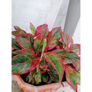 แก้วกาญจนา หรือ อโกลนีมา (Aglaonema) ราชา แห่งไม้ประดับ ไม้มงคลและฟอกอากาศ ส่งต้นพร้อมกระถาง