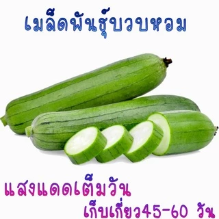 15 เมล็ด เมล็ดพันธุ์บวบหอม
