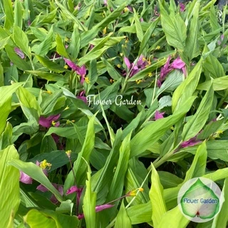 F108 ต้นหงส์เหิน ดอกเข้าพรรษา สีขาว/ม่วง แบบถุง ส่งติดดอก