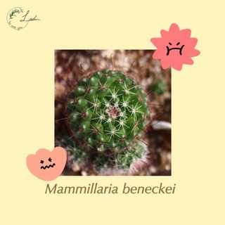 (หน่อเด็ดสด) Mammillaria beneckei แมมหนามตะขอดำ ดอกเหลือง