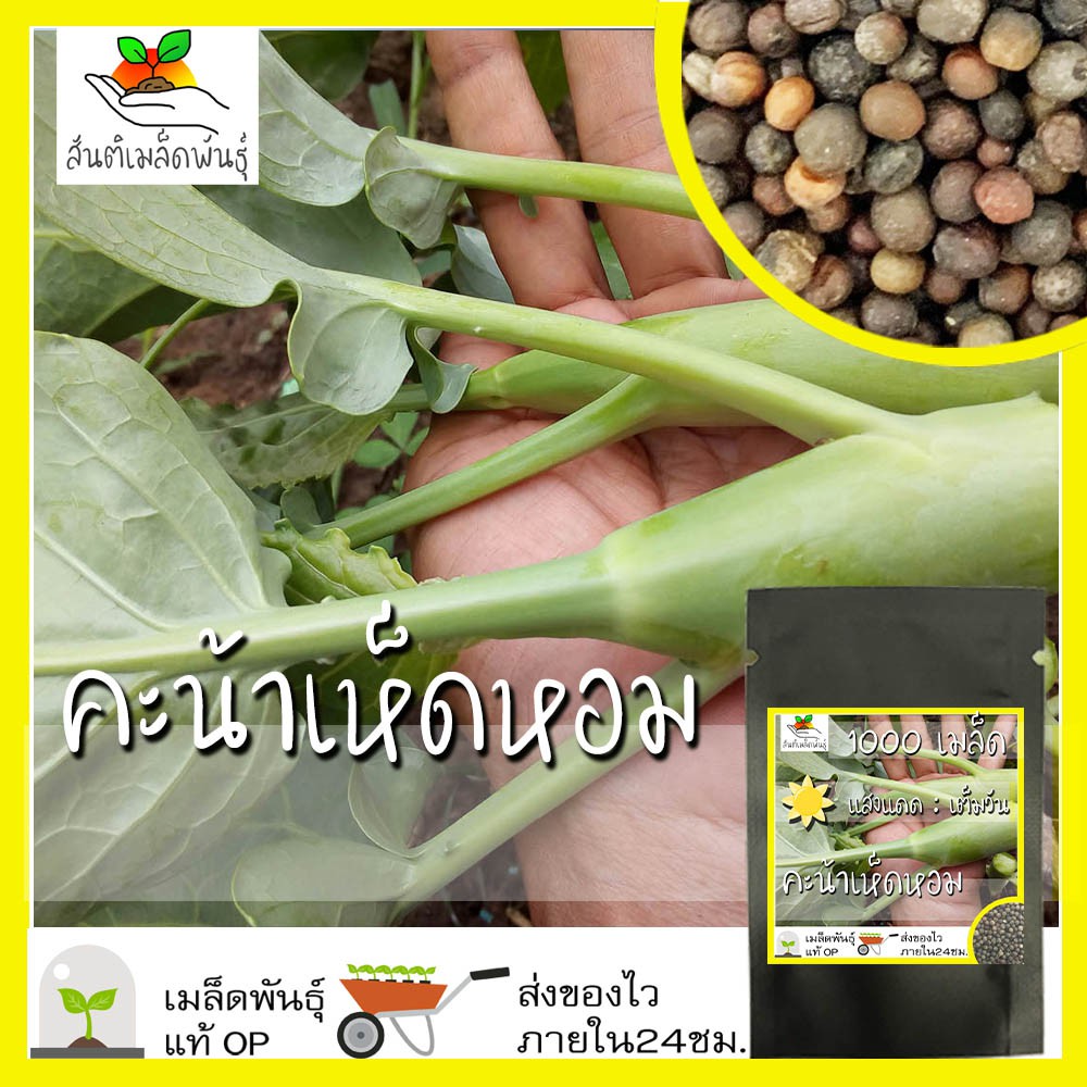 เมล็ดพันธุ์ คะน้า เห็ดหอม 1000 เมล็ด Chinese Kale seed เมล็ดพันธุ์แท้ นำเข้าจากต่างประเทศ ปลูกผัก สวนครัว ถูกดี ปลูกง่าย