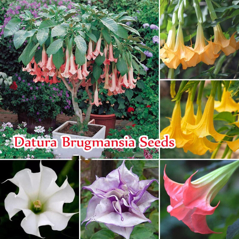 Mix Colour 50PCS/BAG Datura Brugmansia Seeds flower seed เมล็ดดอกไม้ ไม้ประดับ กล้วยไม้ เมล็ดดอกไม้สวย บอนไซ บอนสีหายาก