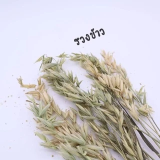 crazy pet shop🐹Flaxseed มิลเล็ตขาว/แดว ข้าวฟ่าง รวงข้าว ธัญพืช สำหรับแฮมสเตอร์