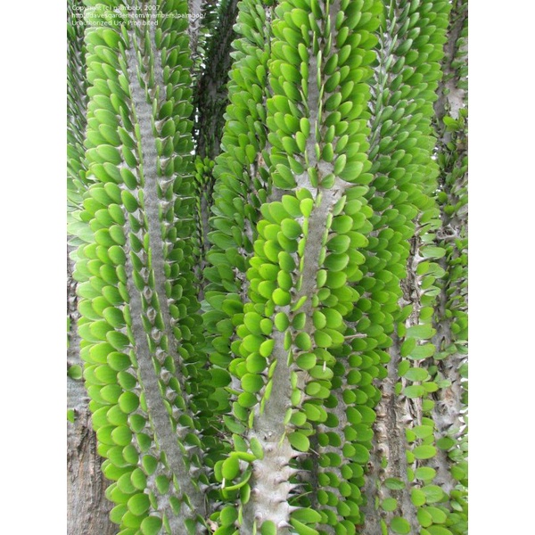 อัลลูออเดียโพรเซอรา Alluaudia procera