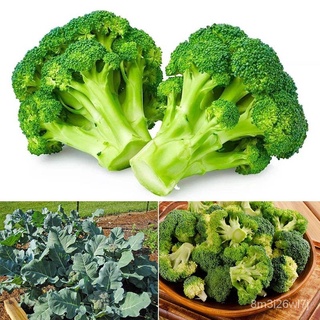 （รับประกันหลังการขายงอก100%）จุดประเทศไทย เมล็ด บรอคโคลี Broccoli Seeds 200 เมล็ด บอนสีหายาก เมล็ดพันธุ์ผัก พันธุ์ไม้ผล เ