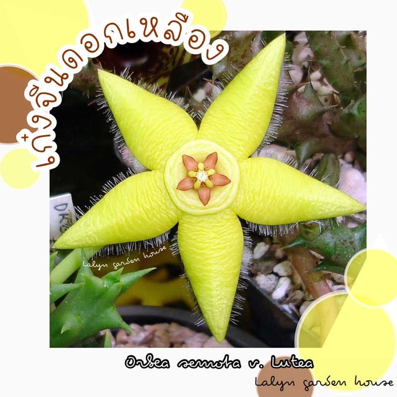 เก๋งจีนดอกสีเหลือง สีสดใส น่ารักมากๆค่ะ Orbea semota v. Lutea อีก 1 สายพันธุ์ของเก๋งจีนที่น่าสะสม