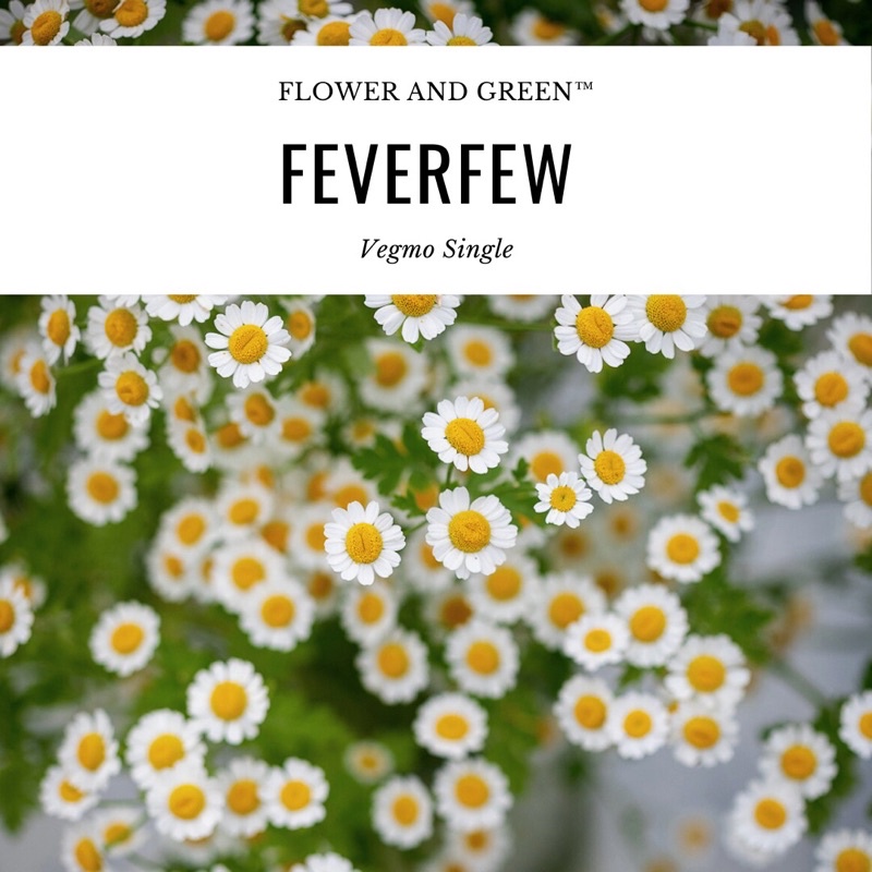 เมล็ดพันธุ์ ฟีเวอร์ฟิว (Feverfew) สมุนไพรรักษาไมเกรน แท้ 100% เมล็ดนำเข้า