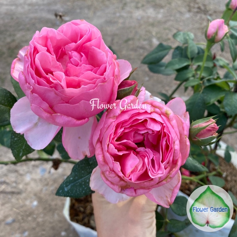 F483 กุหลาบ Eckart Witzigmann (เอ็คคาร์ท) แบบถุง ติดดอก