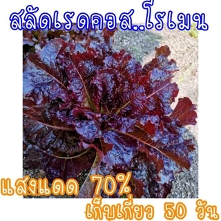 เมล็ดพันธุ์ผักสลัด 50-500เมล็ด เมล็ดพันธุ์สลัด