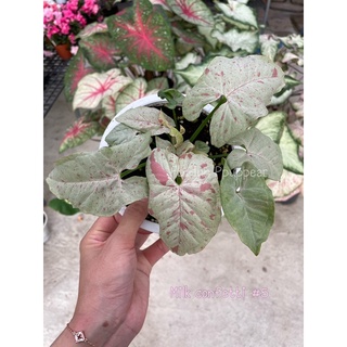 Syngonium milk confetti ออมมิ้ว มิ้วคอนเฟคติ
