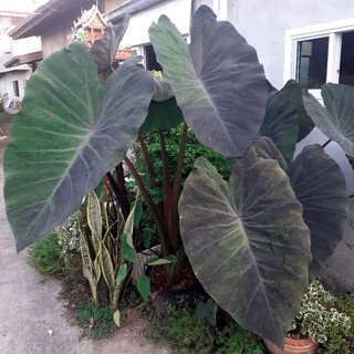 Colocasia Black Magic แบล็คเมจิกกลาย ต้นใหญ่ลายสวย ปลูกง่ายโตไว แบ่งขายถูก