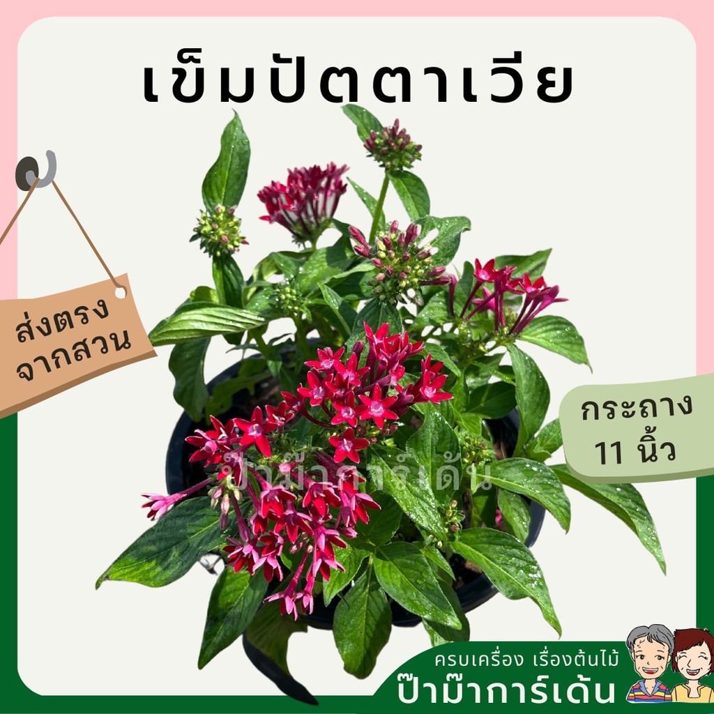 มุมมอง 2