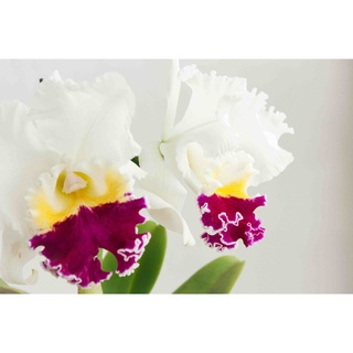 30 เมล็ดพันธุ์ เมล็ดกล้วยไม้ แคทลียา (Cattleya Orchids) Orchid flower seeds อัตราการงอก 80-85%