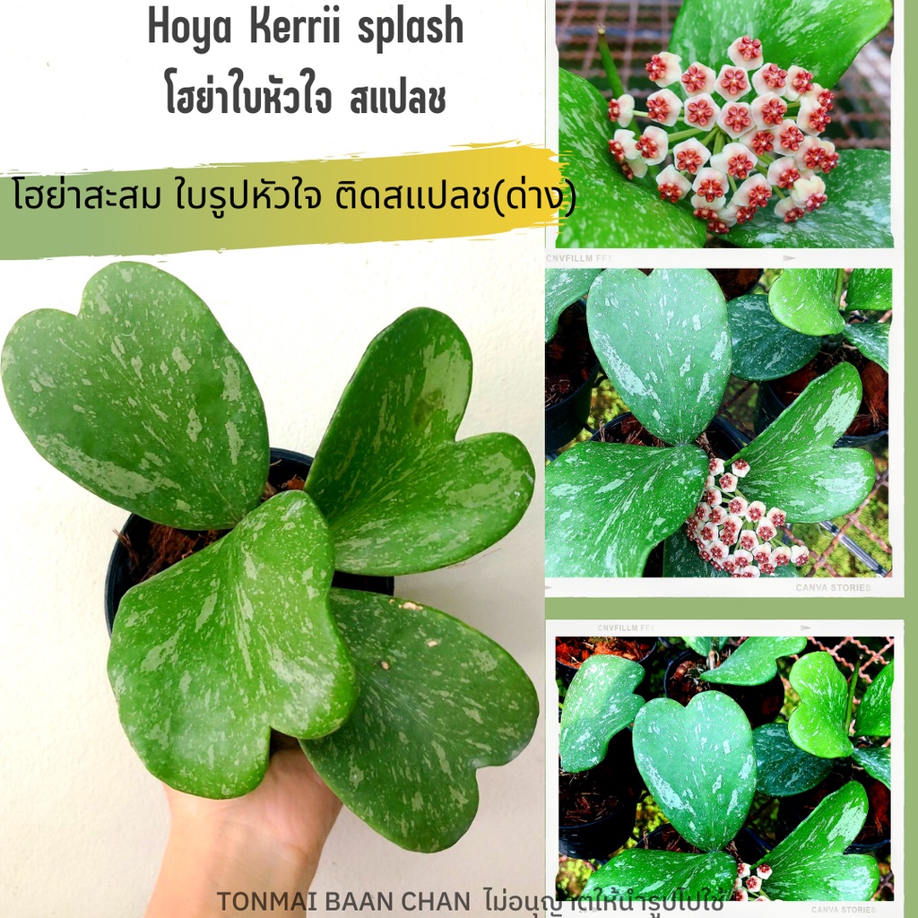 Hoya Kerrii splash โฮย่าใบหัวใจ สแปช ใบด่าง ไม้สะสม  กระถาง4นิ้ว ต้นใหญ่ส่งต้นติดดอก