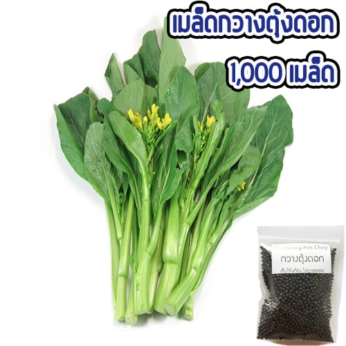 เมล็ดผัก กวางตุ้งดอก พันธุ์พื้นบ้าน | Shopee Thailand