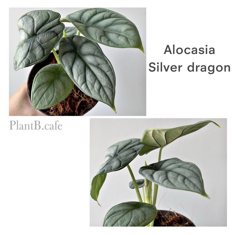 Alocasia silver dragon