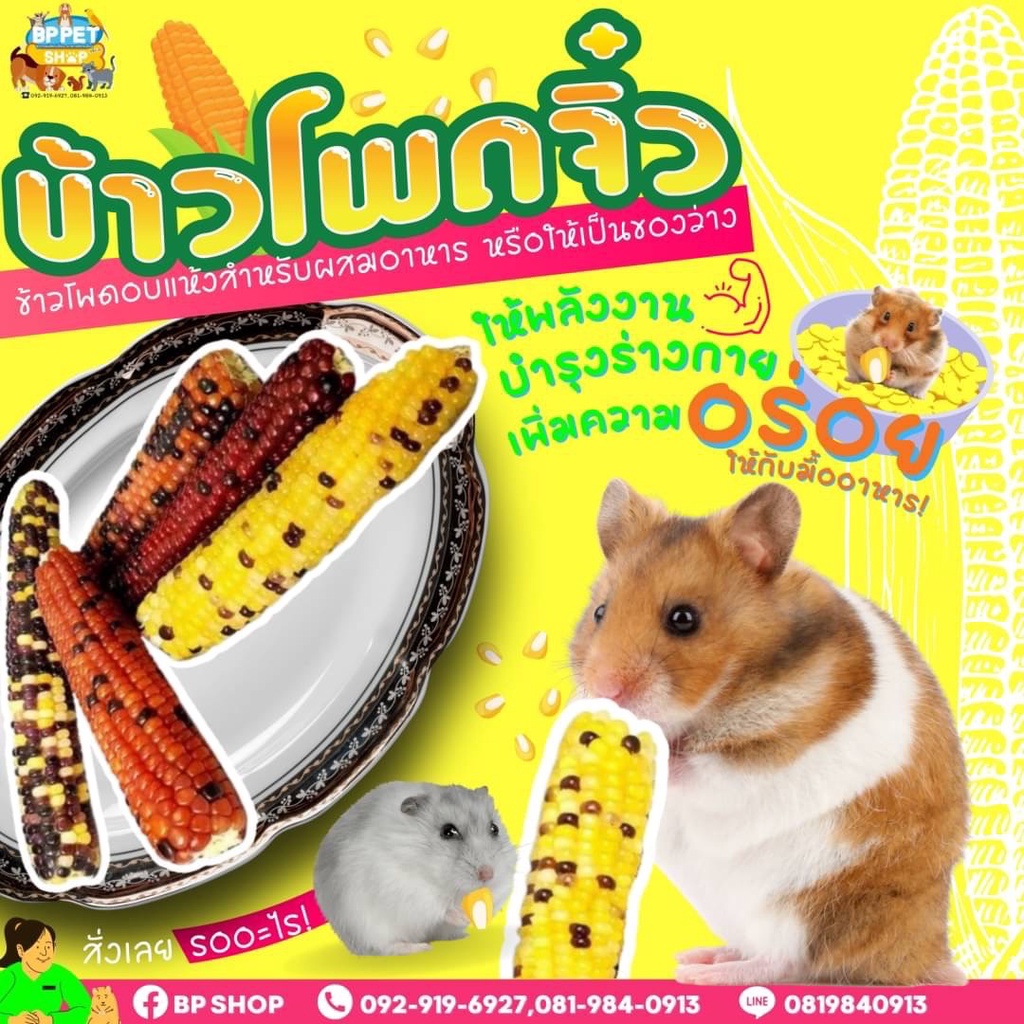 #ของเล่นหนูแฮมสเตอร์ #หนูแฮมสเตอร์ #ขนมสำหรับหนูแฮมสเตอร์ #ลับฟันหนูแฮมสเตอร์ #ของเล่นชูก้าร์ไกลเดอร์